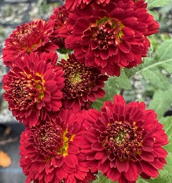 Chrysanthemum ‘Jules la Graver’